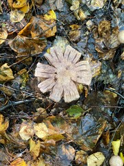 leaves in water