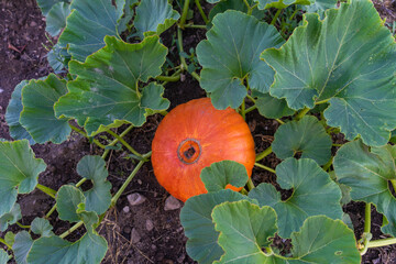 Calabaza plantada en la huerta.