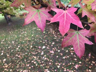 red maple leaves