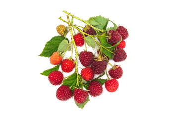 Branches of ripe red raspberries. Lots of raspberries with leaves isolated on white