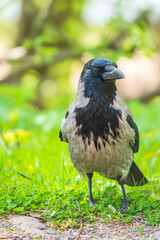 Black crow walks on green lawn. Raven on grass. Wild bird on meadow.