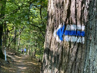 Blue arrow sign on a trail in forest