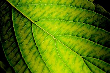 green leaf background texture closeup natural light