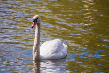 A graceful white swan swimming on a lake with dark green water. The white swan is reflected in the water