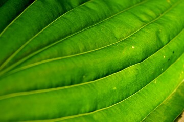 green leaf background texture closeup natural light