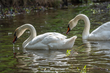 Fototapeta premium Two graceful white swans swim in the dark water.
