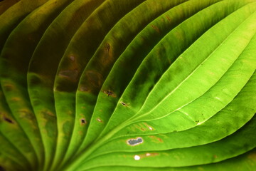 Obraz premium green leaf background texture closeup natural light