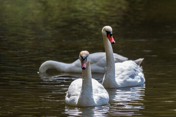 Obraz premium Graceful white Swans swimming in the lake, swans in the wild