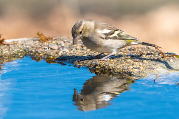 İspinoz » Common Chaffinch » Fringilla coelebs