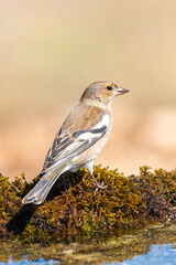 İspinoz » Common Chaffinch » Fringilla coelebs