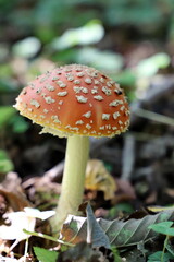 fly agaric mushroom