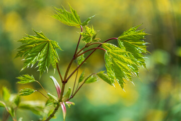 Spring branches of maple tree with fresh green leaves