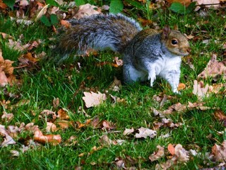 Grey squirrel red head on the ground in grass