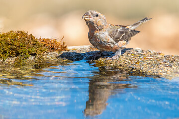 Çaprazgaga » Red Crossbill » Loxia curvirostra