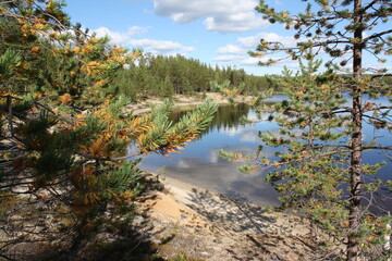 Russian lake between pine-trees