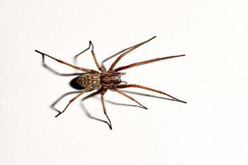 Predatory spider isolated on white background. Tegenaria agrestis. Large representative of the domestic arachnid. Fear or phobia of spiders. 8 legs. With a shadow. Close-up. Copy space. Studio photo