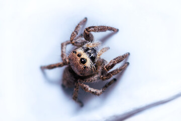 A jumping spider with a deformed eye   on a top soil bag in the garden