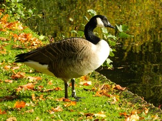 Bird (goose) standing near water