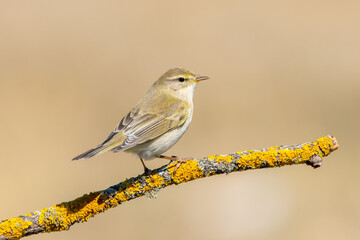 Söğütbülbülü » Willow Warbler » Phylloscopus trochilus