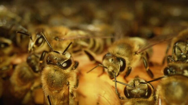 Bees family working on honeycomb in apiary. Life of apis in hive. A honey bee colony close up, beehive, beekeeping. Macro shot of a bee frame. Slow motion.