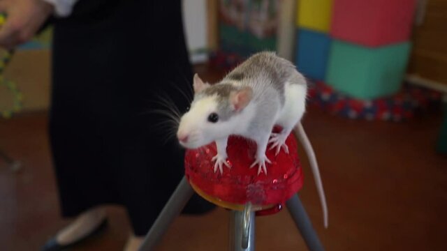 a trained mouse or rat shows tricks and gives a performance at the event