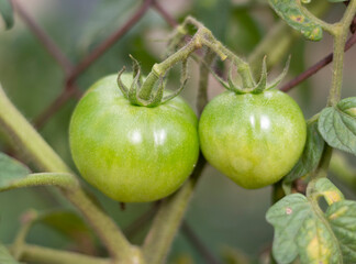 Tomatera con dos tomates verdes