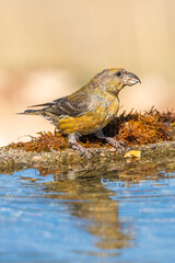 Çaprazgaga » Red Crossbill » Loxia curvirostra