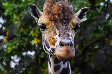 parrot ara red beautiful just wonderful © Alexander