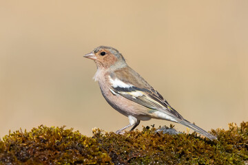 İspinoz » Common Chaffinch » Fringilla coelebs