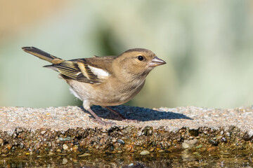 İspinoz » Common Chaffinch » Fringilla coelebs