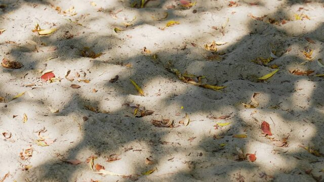 Beautiful white sand on beach covered with bright dry fallen autumnal red, brown, yellow, orange leaves. Sun light grey shadows falling down on sand surface. Abstract natural 4k video background