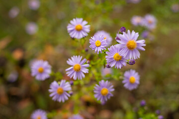 beautiful Violet aster flowers in summer garden close up