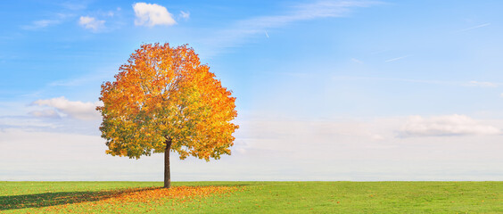 Ein Panorama mit einem Baum und buntem Laub im Herbst bei schönem Wetter, blauem Himmel und Sonnenschein