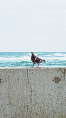 One pigeon walks by the sea