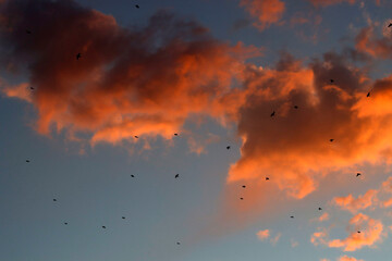Birds flying in the evening
