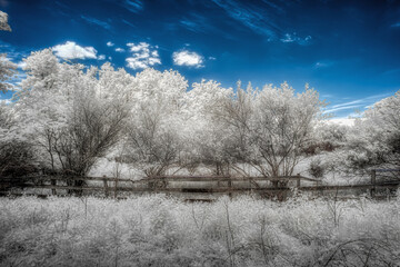 Infrared White Field and Trees with a Wood Fence