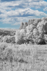 Infrared White Landscape with Field and Trees