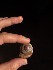 snail on hand