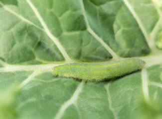 Fat cabbage white butterfly larva on  kale leaf, top view. Cabbage butterfly or Pieris rapae on brassica. Macro of small green fuzzy caterpillar with yellow dots and stripes. Selective focus.