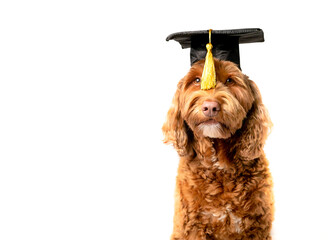 Labradoodle dog with graduation hat and yellow tassel in front of eyes. Pet concept for celebrating...