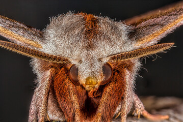 Walnut Sphinx Moth Close up