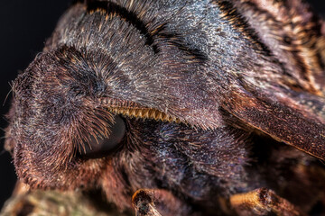 Macro of an Abbott's Sphinx Moth on a Branch