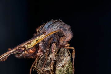 Close Up of an Abbott's Sphinx Moth on a Branch