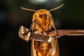 Macro of a Banded Woollybear Caterpillar Moth on a Stick