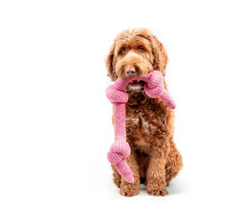 Isolated sitting dog with dangling rope toy in mouth while looking at camera. Cute female Labradoodle dog with large pink knotted chew toy in open mouth with waiting body language. Selective focus.