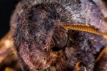 Close Up of Abbott's Sphinx Moth Head