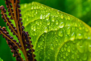 Morning Dew on a Leaf