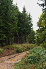 Dirty road through pine forest