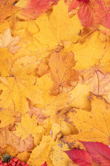 Naklejka na ściany i meble Autumn leaves fallen from maple and mountain ash. Autumn natural background vertical format