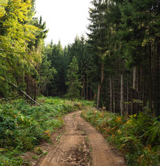 Dirty road through pine forest